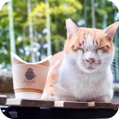 写真:猫が寝ています