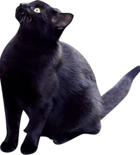 スマートフォンを見上げてる黒猫