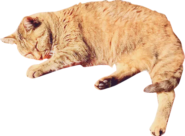 気持ちよさそうに寝てる茶猫